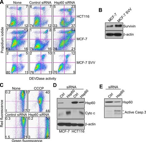 Hsp60 Knockdown Induces Mitochondrial Apoptosis A Caspase Activity