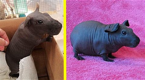 Tiny House Hippos Are Like Guinea Pigs But Hairless