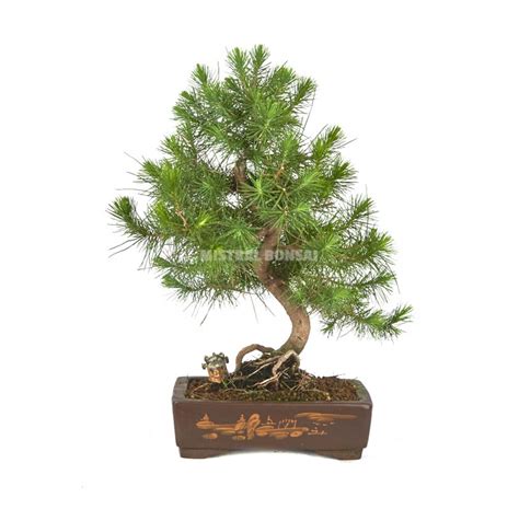 Exclusive Bonsai Pinus Halepensis 14 Years Aleppo Pine Mistral Bonsai