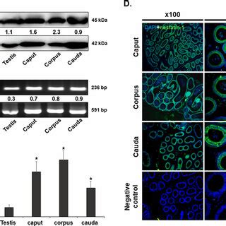 Nucb Mrna And Nesfatin Protein Expression In The Mouse Epididymis