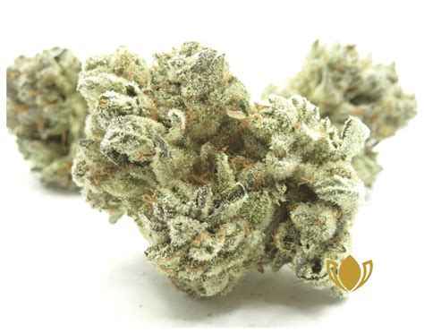 Silverback Gorilla - Top Cola Delivery