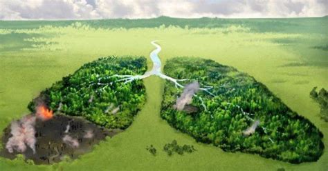 Amazonie Faune Flore Et Co2 La Terre Entre Nos Mains