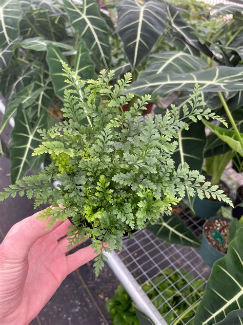 White Rabbit Foot Fern Pot All Plants Require You To Purchase