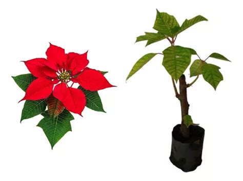 Muda De Bico De Papagaio Vermelho Ornamental Fácil Cultivo