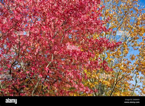 Liquidambar Styraciflua Thea Fotos Und Bildmaterial In Hoher