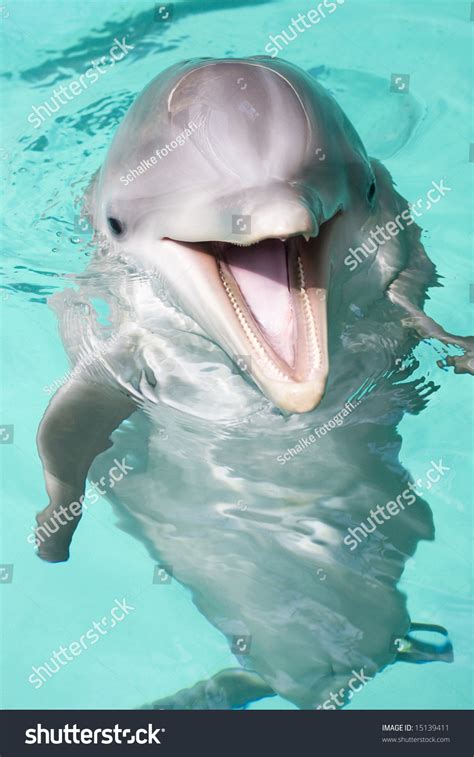 Bottlenose Dolphin Smiling Camera Stock Photo Edit Now 15139411