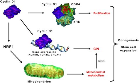 New Roles Of Cyclin D1 The American Journal Of Pathology