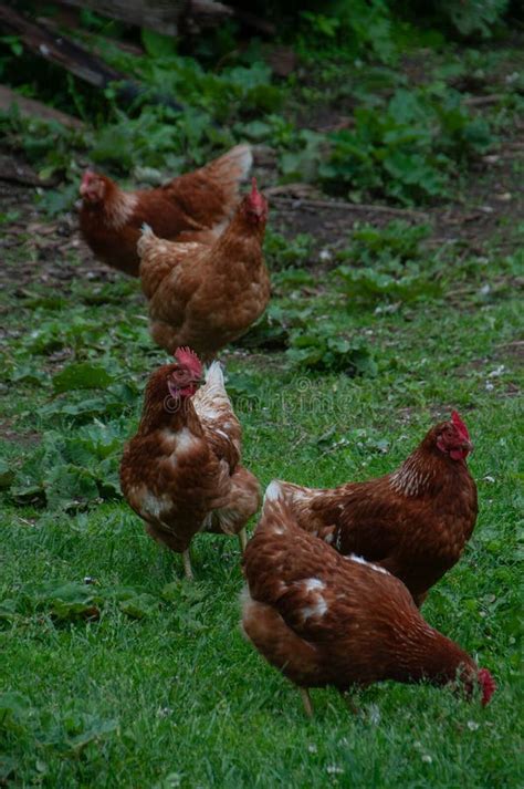 A Flock Of Red Sex Link Chickens On The Grass Stock Photo Image Of Food Agriculture