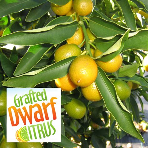 Dwarf Citrus Engall S Nursery