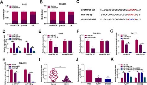 CircMYOF Acted As MiR 145 5p Sponge AB Subcellular Localization