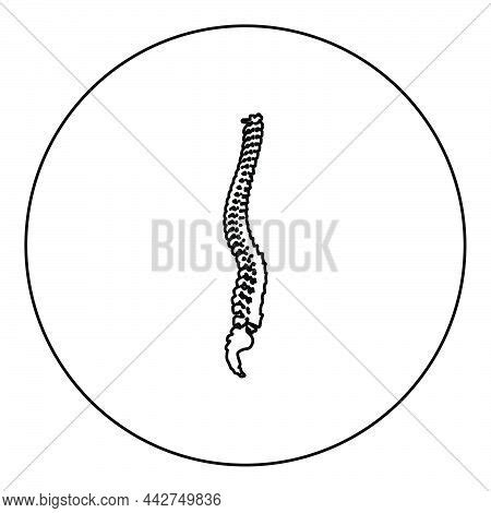 Spinal Vertebral Vector Photo Free Trial Bigstock