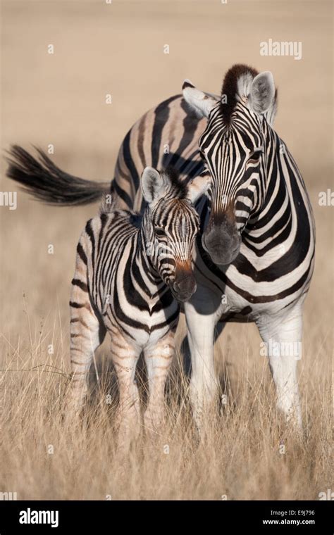 Burchell S Zebra Mother Foal Hi Res Stock Photography And Images Alamy