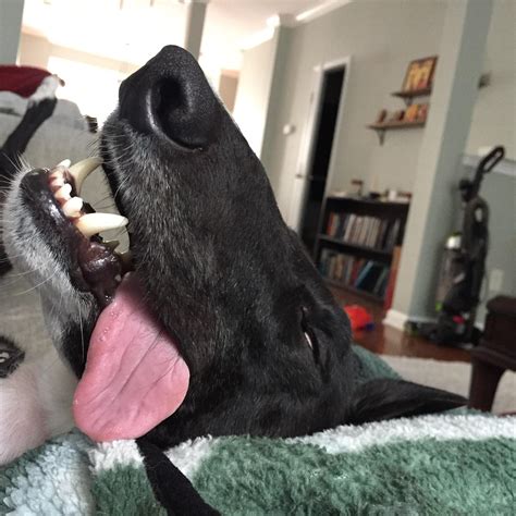 Zombie Hound Rgreyhounds