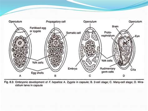 Life Cycle Of Fasciola Hepatica Pptx