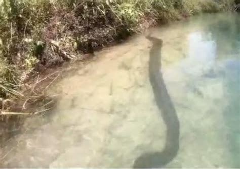 Casal De Turistas Flagra Sucuri Gigante Durante Passeio Em Rio Cristalino