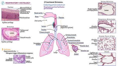 Lung Histology Diagram