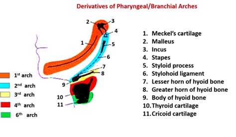 Development Of Pharyngeal Arches Pouches Anatomy Qa