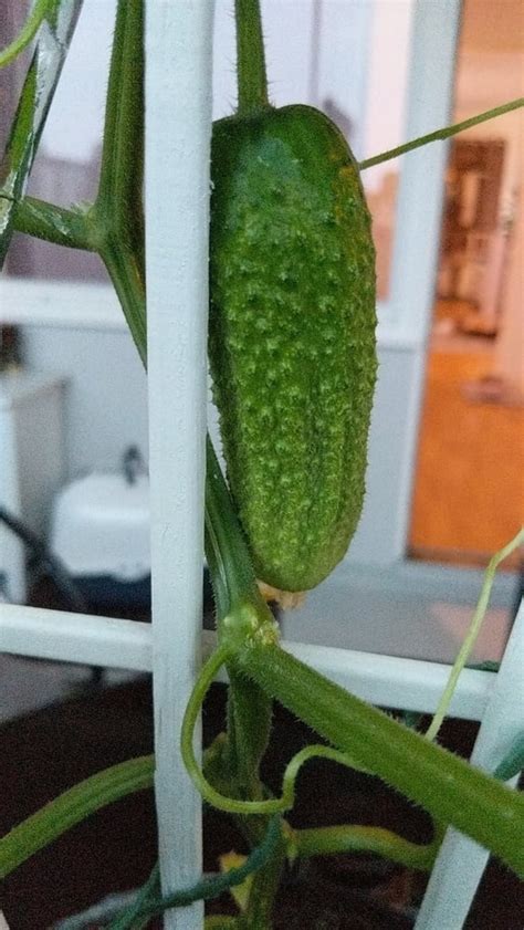 Miss Banana Porn Pictures XXX Photos Sex Images 3765282 PICTOA