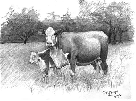 Herefords Drawing By Eduardo Crowder