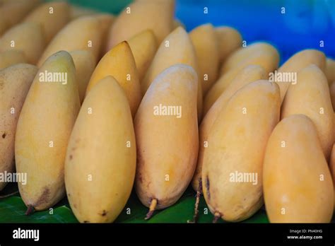 Organic Nam Dok Mai Mangoes For Sale At The Fruit Market The Nam Doc