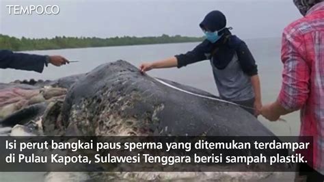 5 9 Kg Sampah Di Perut Bangkai Paus Sperma Terdampar Video Dailymotion