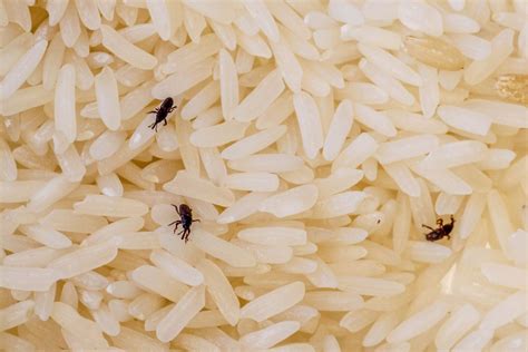 Bugs In Rice