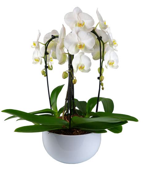 Triple Stem Waterfall Orchid Plant Nanz Kraft Florists Louisville