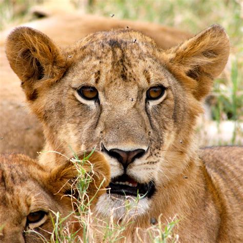 Parque Nacional Del Lago Manyara Sikia Africa