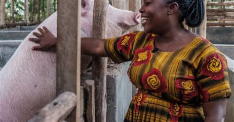 Cgiars Sapling Initiative Targets Ugandas Pig And Cattle Sectors To