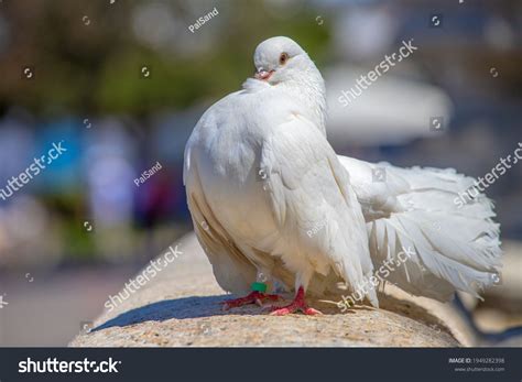 English Fantail Pigeon Beautiful White Pigeon Stock Photo 1949282398