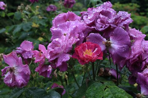 Single Rose Flowers