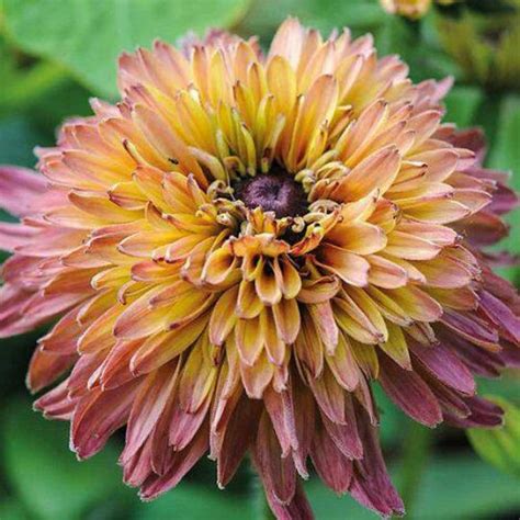 Rudbeckia 'Caramel Mix' (Rudbeckia hirta) Rudbeckia Caramel Mix is an ...