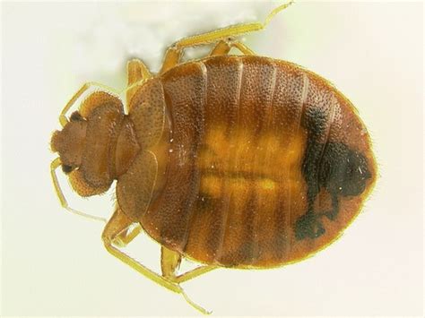 The Definitive Guide To Bedbug Sex Smithsonian