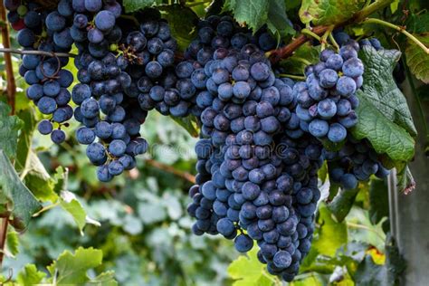 Isabella Grapes Growing on a Branch in Vineyard Stock Image - Image of ...