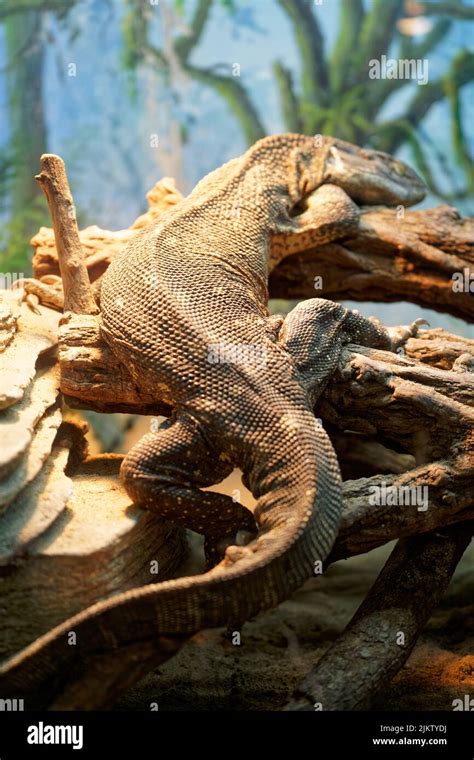 The White Throated Monitor Reptile In His Natural Habitat Stock Photo