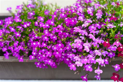 Las Mejores Plantas Colgantes Con Flor Para Decorar Tu Balcón O Terraza