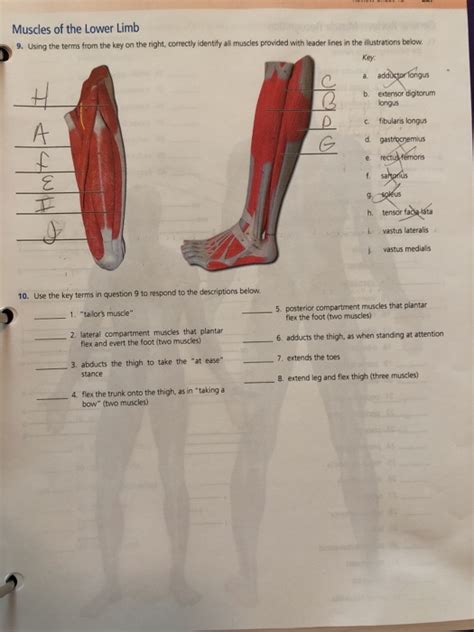 Solved Muscles Of The Lower Limb 9 Using The Terms From The Chegg