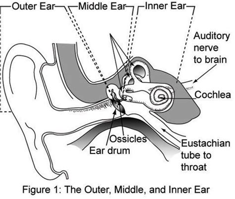Fuck Yeah Medical Diagrams Artofit