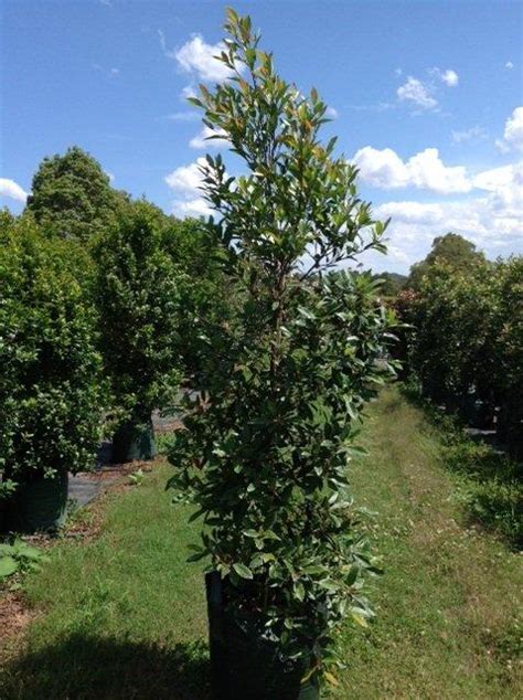 Elaeocarpus Reticulatus ‘prima Donna Andreasens Green Wholesale