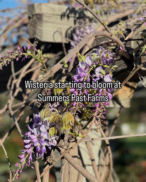 The summers past farms garden has a hidden path 8