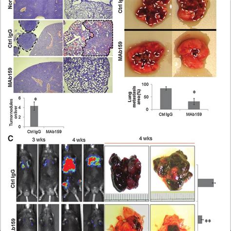 Mab Inhibits Xenograft Tumor Metastasis A Mab Inhibited Lung