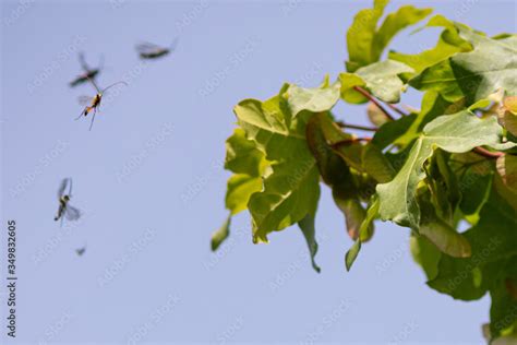 flying insects Stock Photo | Adobe Stock