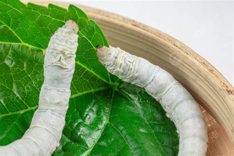 Mulberry Silkworm Background Silkworm Silkworm Baby Mulberry Leaf