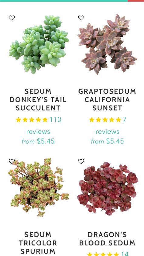 Succulent Identification Charts Artofit