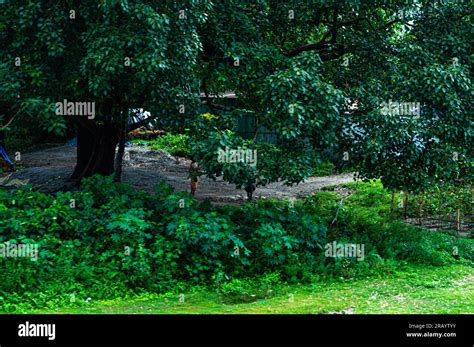 giant tree canopy   garden stock photo alamy