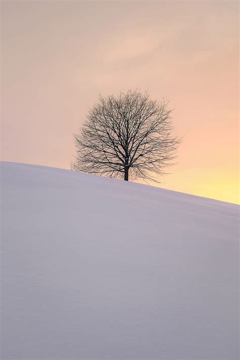 HD wallpaper: tree, winter, minimalism, snow, hillock, cold temperature ...