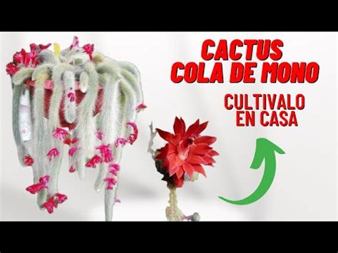 Descubre La Belleza Del Cola De Mono Cactus En Minutos Cactus De