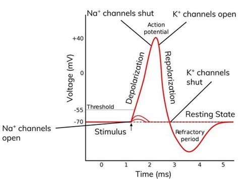 Action Potentials Biology AQA A Level