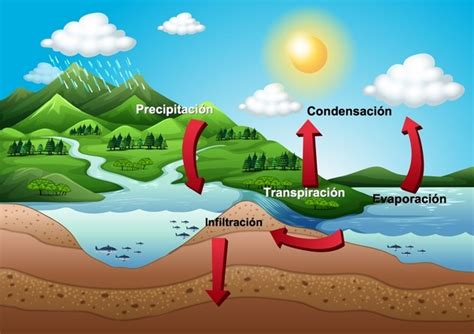 Ciclo del agua: qué es, definición y etapas (con imágenes) - Toda ...