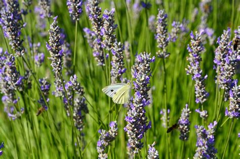 Lavenders Flowers Lavender Field Free Photo On Pixabay Pixabay